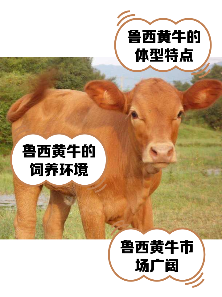 三门峡最新医保取现黄牛方法分析(最方便真实的三门峡医保取现黄牛怎么取方法)